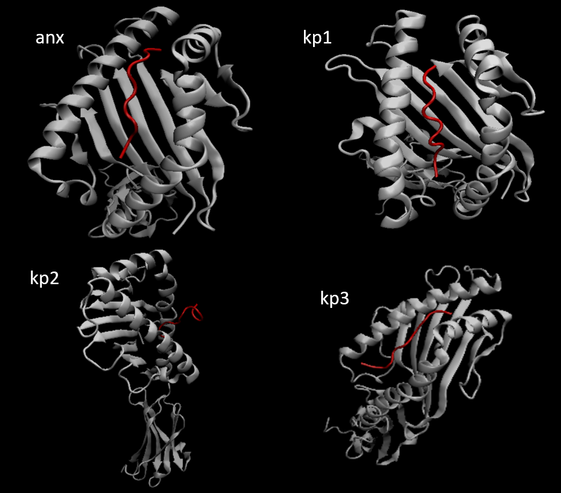 Model of peptides generated on PyMol