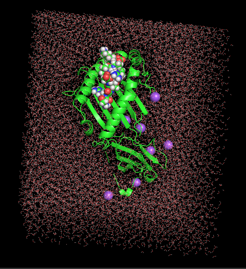 Solvated peptide–HLA-B27 system before MD simulation